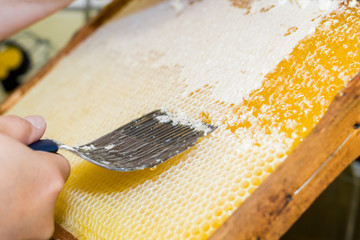 Eine Honigwabe wird mit einer Entdeckelungsgabel geöffnet