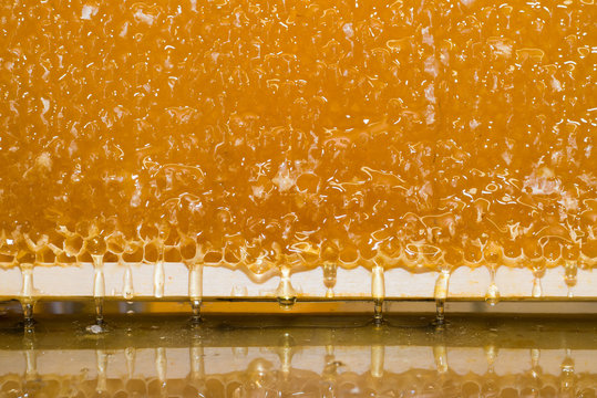 Zähflüssig fließt der frische Honig aus der Honigwabe 