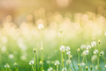 blur Natural flower outdoors bokeh background in green and yello