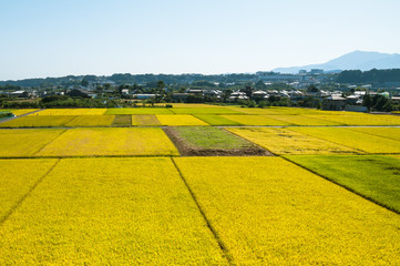Fototapeta premium 秋の相模原の田園風景