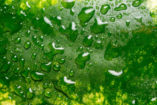 Watermelon Rind Macro