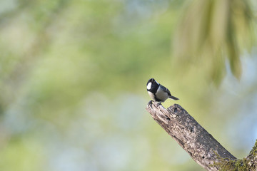 シジュウカラ(Japanese Tit)