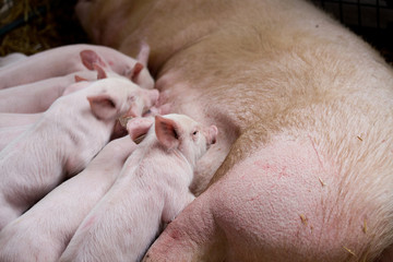 Sow with piglets nursing