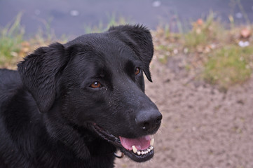 Labrador im Park