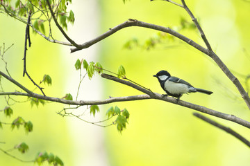 シジュウカラ(Japanese Tit)