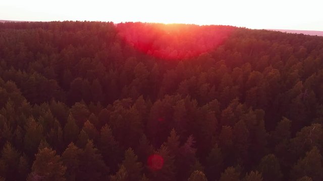 Sunlight in spruce forest in russia , at sunset