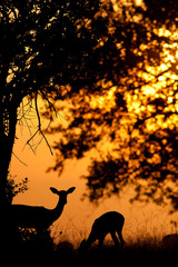 Beautiful impala silhouette at sunset