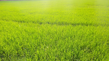 Obraz na płótnie Canvas Green paddy field