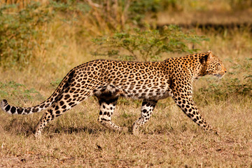 Leopard hunting in the wild