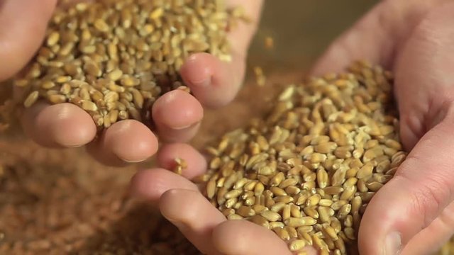 Agriculture business, man taking handful of wheat grain, high quality eco food