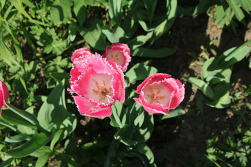 Fototapeta premium Tulip (Tulipa) - genus of perennial herbaceous bulbous plants lily family 