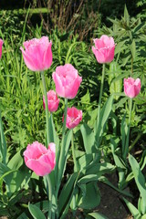 Tulip (Tulipa) - genus of perennial herbaceous bulbous plants lily family
