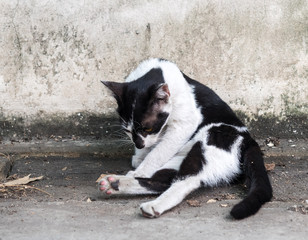 Adult cat groom its body