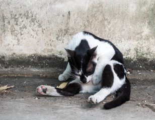 Adult cat groom its body