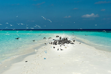 tern while flying on blue sky background in maldives - obrazy, fototapety, plakaty