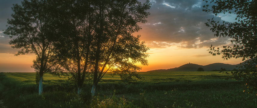 Beautiful Tree and wheat field beneath hill in sunset. Horizonta