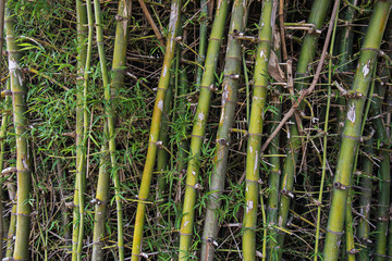 bamboo tree background