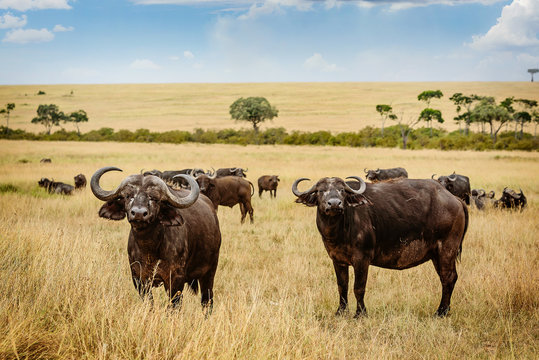 Wild African Buffalo Bull in Kenya, Africa