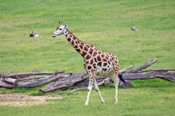 Naklejka na ściany i meble giraffe african mammal