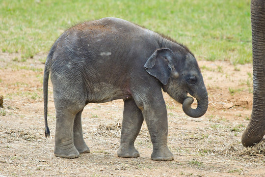 baby elephant walking