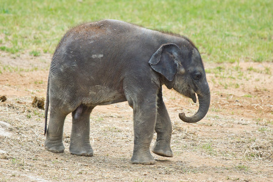 baby elephant walking