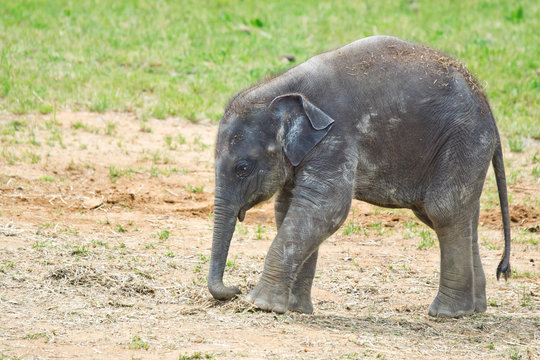 baby elephant walking