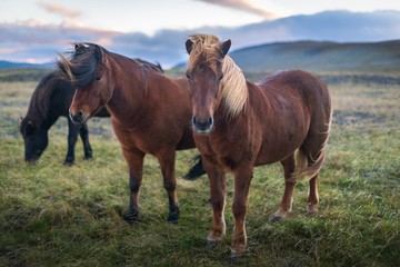 Beautiful Iclandic Horses