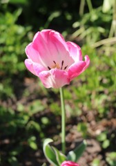 Obraz na płótnie Canvas Tulip (Tulipa) - genus of perennial herbaceous bulbous plants lily family 