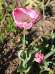 Fototapeta premium Tulip (Tulipa) - genus of perennial herbaceous bulbous plants lily family 