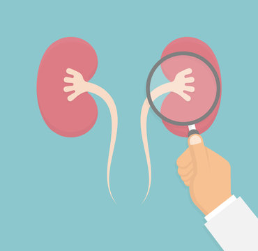 Hand inspecting kidney with a magnifying glass. Medical inspection concept. Flat design