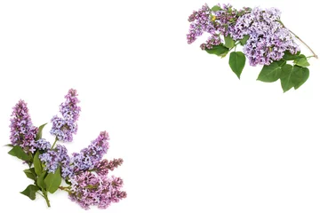 Papier Peint photo Lavable Lilas Branche de lilas violet, isolé sur fond blanc
