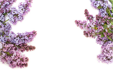 Purple lilac branch, isolated on white background