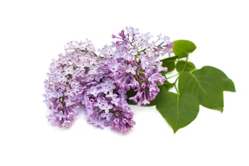 Door stickers Lilac Purple lilac branch, isolated on white background