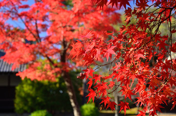 Naklejka na ściany i meble Colors of autumn leaves in Sagano, Kyoto Japan.　紅葉　嵯峨野