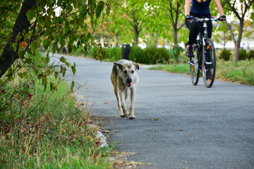 homeless dog in park