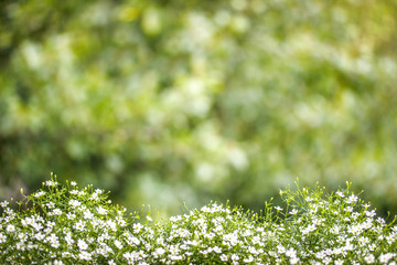 Green floral background