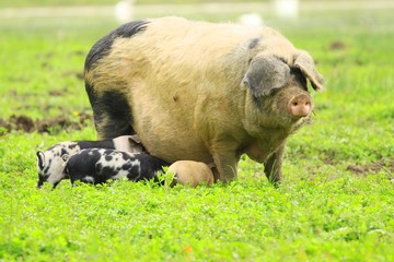 Piglets nursing
