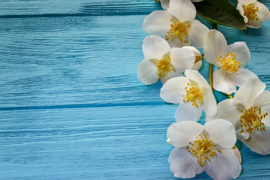  jasmine flowers on  wooden background