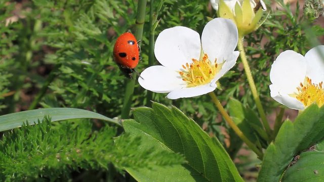Ladybug on a white flower.