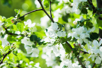 Blooming apple tree in the garden. Shallow depth of field.