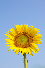 Obraz premium Sunflower with blue sky