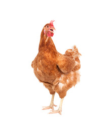 close up portrait full body of brown female eggs hen standing sh