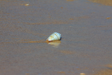 shell on the beach with wave