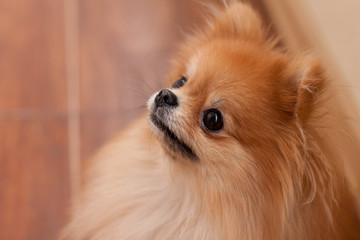 Fototapeta na wymiar Pomeranian close-up portrait