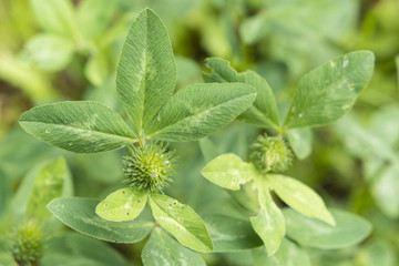 green flower bud with leaf clover