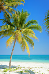 Obraz na płótnie Canvas Beach with palm trees, caribbean sea, Cayo Levisa, Cuba
