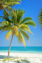Gordijnen Beach with palm trees, caribbean sea, Cayo Levisa, Cuba © Delphotostock