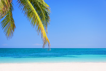 Beach with palm trees, caribbean sea, Cayo Levisa, Cuba