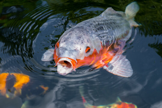 Japan Kois im Koiteich - Japanischer Koi im Gartenteich