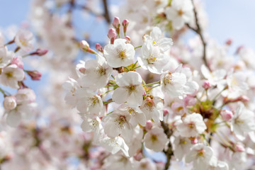 Cerisier en fleur